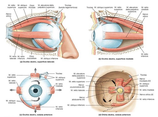 Studi recenti sugli esercizi di ginnastica oculare